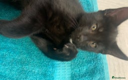 Mixed Breed cats for sale: Gorgeous little panthers - Image 3