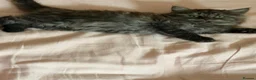 Mixed Breed cats for sale: Gorgeous kittens  - Advert 15