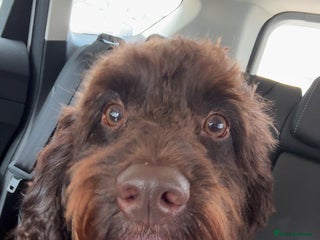 Cockapoo dogs Cockapoo boy wanting loving home - Advert 1