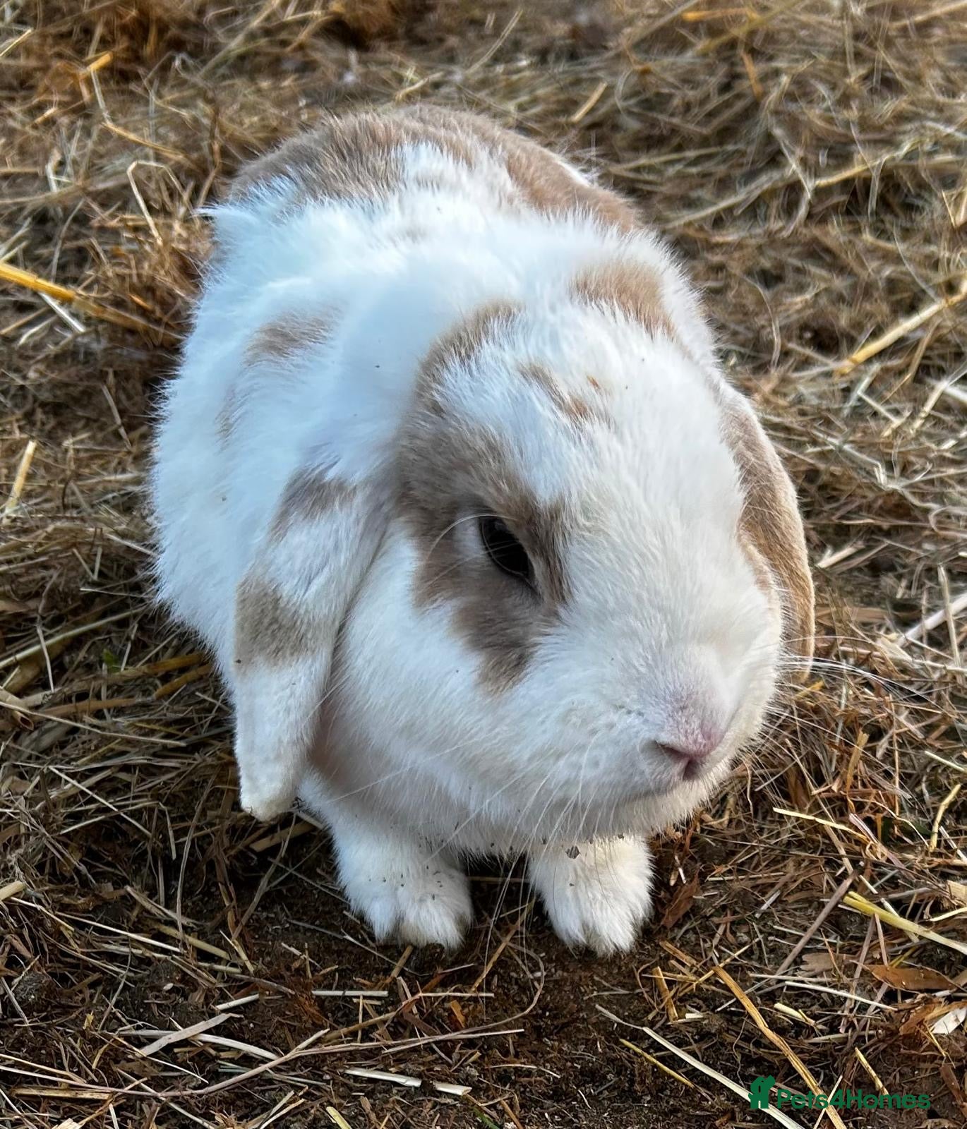 Mini Lop rabbits Mini lop white and brown doe  - Advert 1