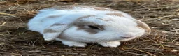 Mini Lop rabbits for sale: Mini lop white and brown doe  - Advert 1
