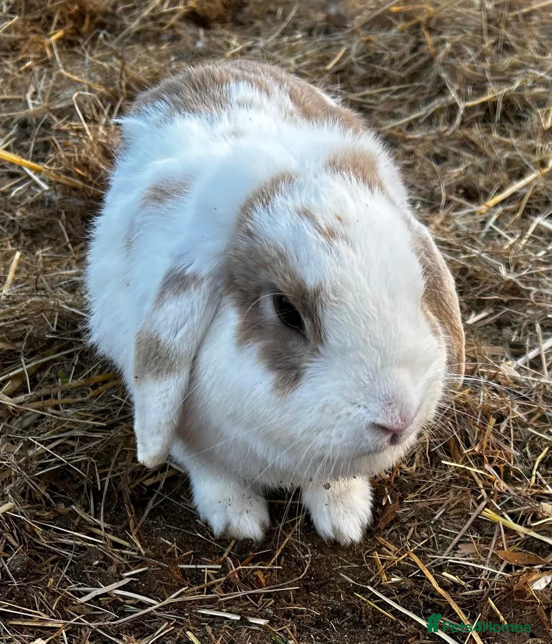 Mini Lop rabbits for sale: Mini lop white and brown doe  - Advert 1