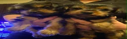 Yorkshire Terrier dogs for sale: yorkshire terrier puppies  - Advert 2
