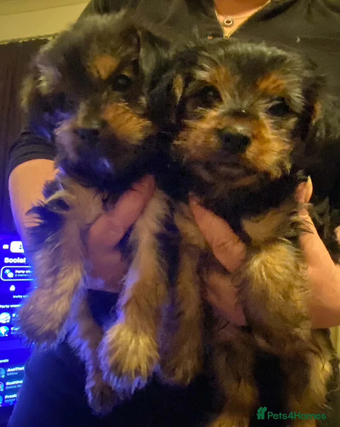 Yorkshire Terrier dogs for sale: yorkshire terrier puppies  - Advert 2