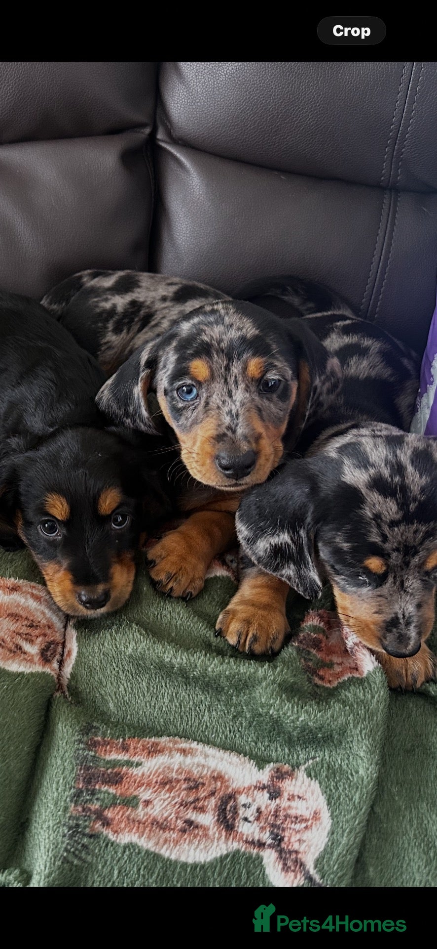 Miniature Dachshund dogs 🐾 Gorgeous Miniature Dachshund Boy 💙🏡 - Advert 4