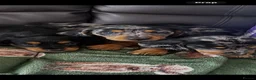 Miniature Dachshund dogs for sale: 🐾 Gorgeous Miniature Dachshund Boy 💙🏡 - Advert 1