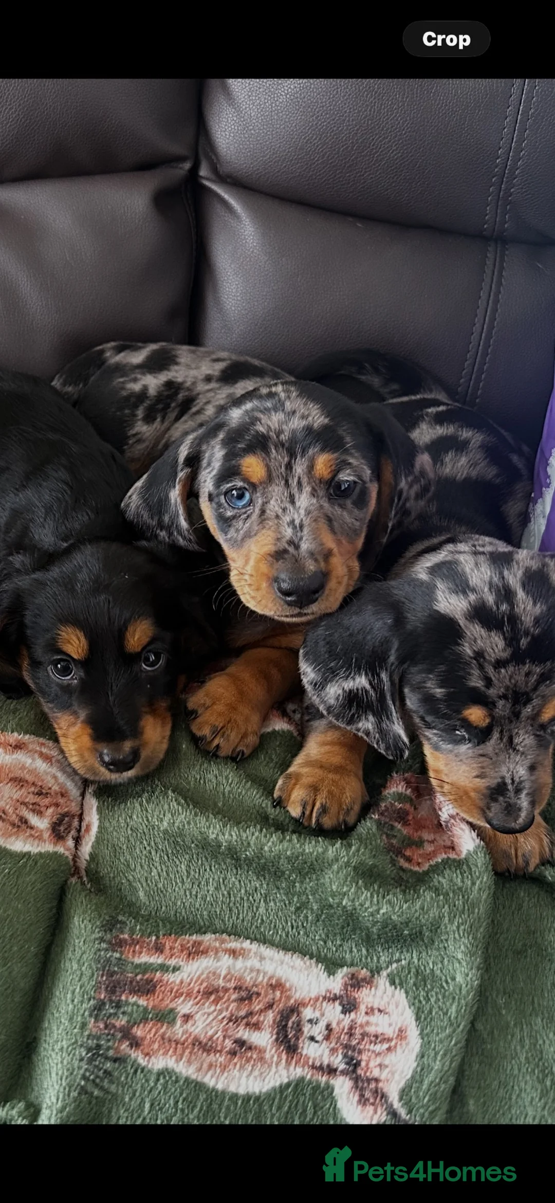 Miniature Dachshund dogs for sale: 🐾 Gorgeous Miniature Dachshund Boy 💙🏡 - Advert 1