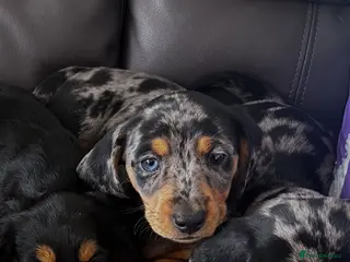 Miniature Dachshund dogs 🐾 Gorgeous Miniature Dachshund Boy 💙🏡 - Advert 4