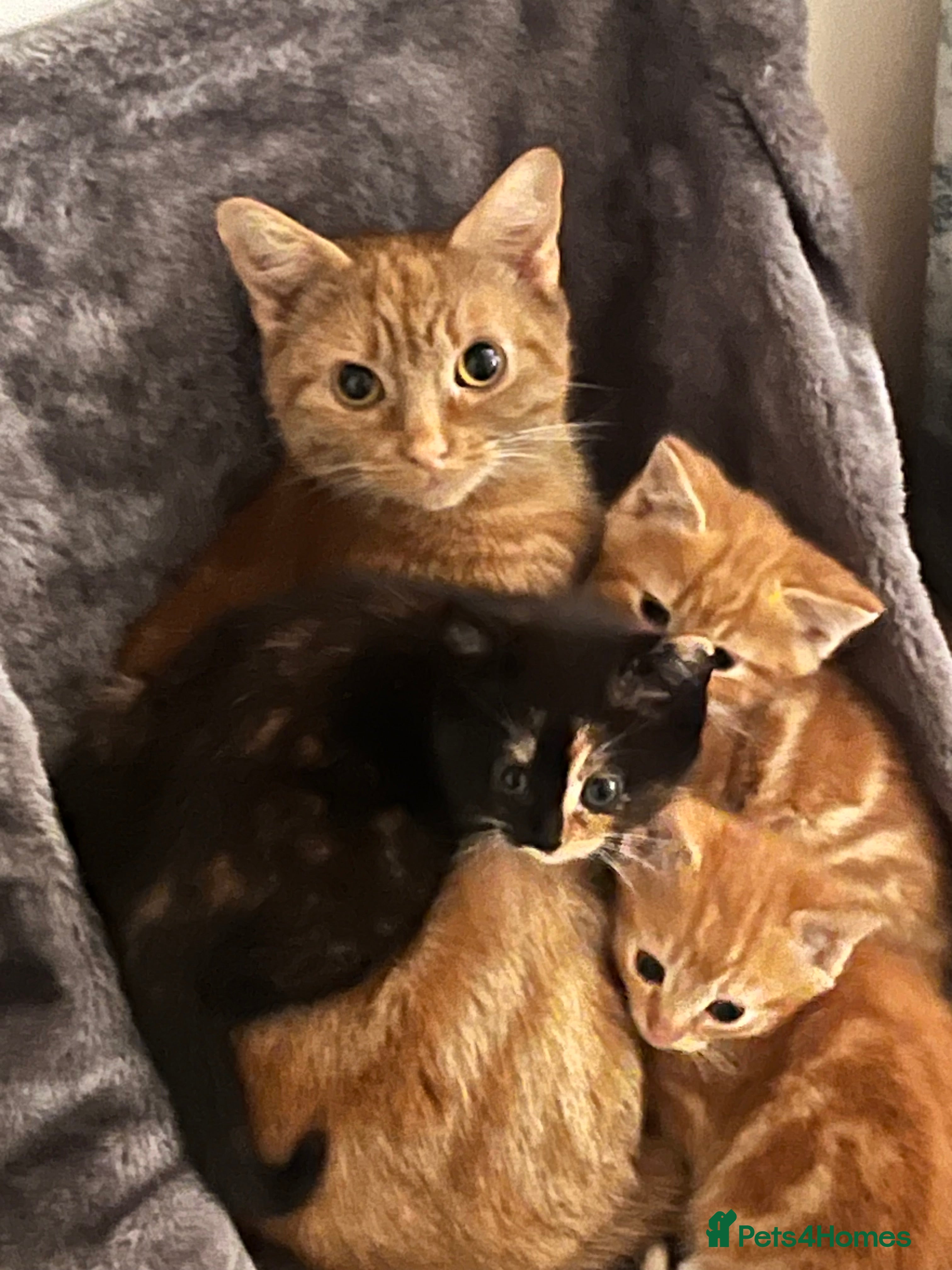 British Shorthair cats Kittens - Advert 1