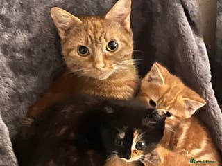 British Shorthair cats Kittens - Advert 1