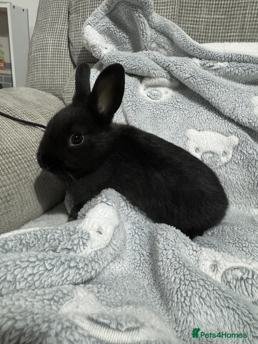 Netherland Dwarf rabbits for sale: 2 all black netherland dwarf rabbits  - Advert 4