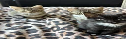 Mixed Breed cats for sale: Kittens for sale!  - Advert 2