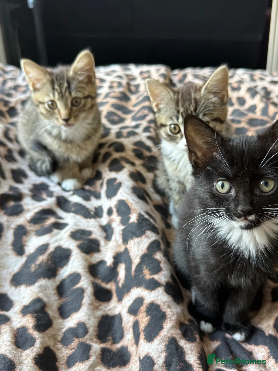 Mixed Breed cats for sale: Kittens for sale!  - Advert 2