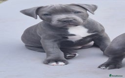 Staffordshire Bull Terrier dogs for sale: **Ready To Leave**KC Blues Champ Blood in Coventry - Image 9