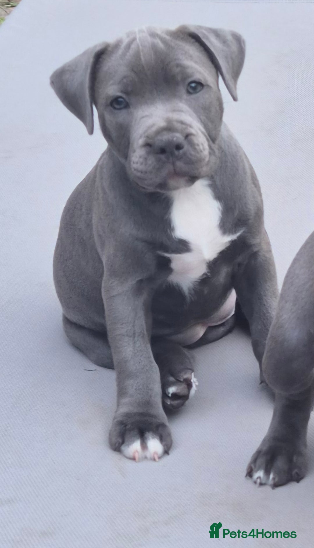 Staffordshire Bull Terrier dogs for sale: **Ready To Leave**KC Blues Champ Blood in Coventry - Image 9