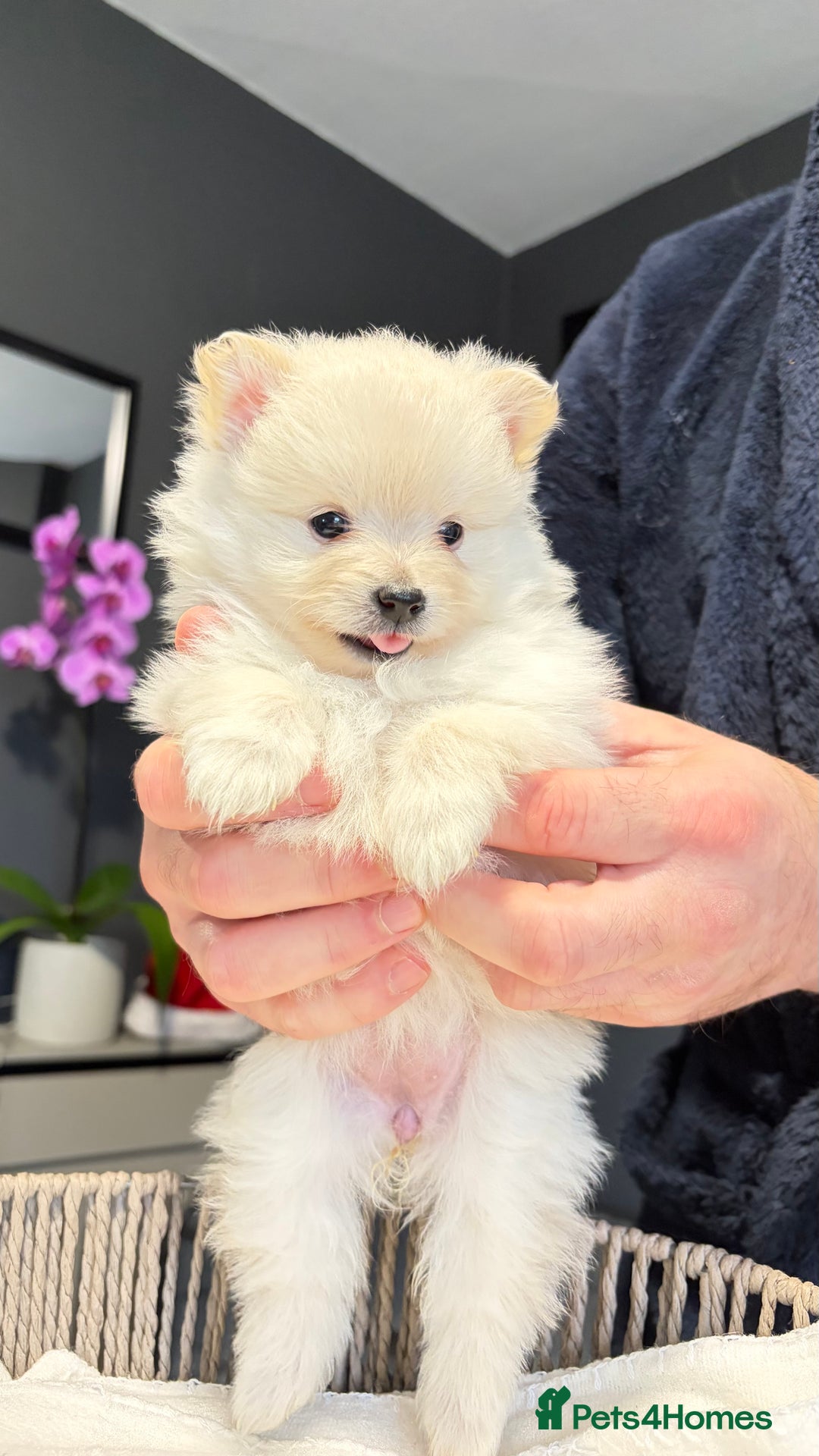 Pomeranian dogs for sale: Pomeranian Puppies 💗 - Advert 1