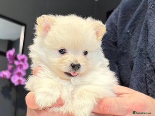 Pomeranian dogs Pomeranian Puppies 💗 - Advert 1