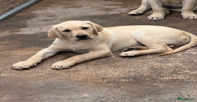 Labrador Retriever dogs - Advert 8