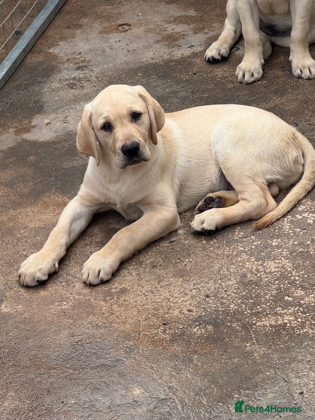 Labrador Retriever dogs for sale: Labrador  - Image 2