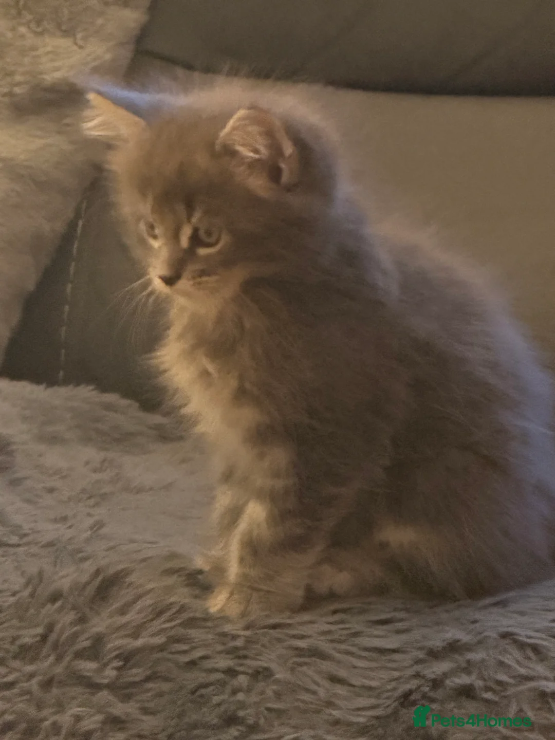 Maine Coon cats for sale: Maine coon kittens - Advert 27