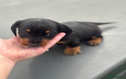 Miniature Dachshund dogs for sale: Beautiful miniature dachshund puppies - Image 23