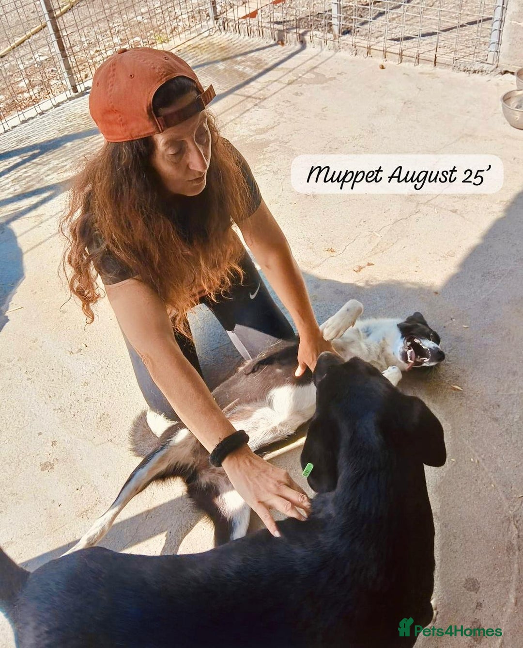 Mixed Breed dogs for adoption: Muppet, 18 months. Available for adoption. - Image 6