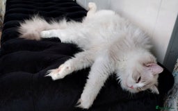 Ragdoll cats for sale: 🔥PRESTIGIOUS BEAST SIZE EU FEMALE🔥  - Advert 13