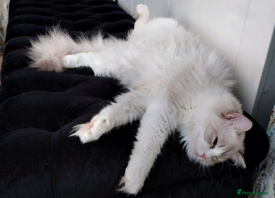 Ragdoll cats for sale: 🔥PRESTIGIOUS BEAST SIZE EU FEMALE🔥  - Advert 13