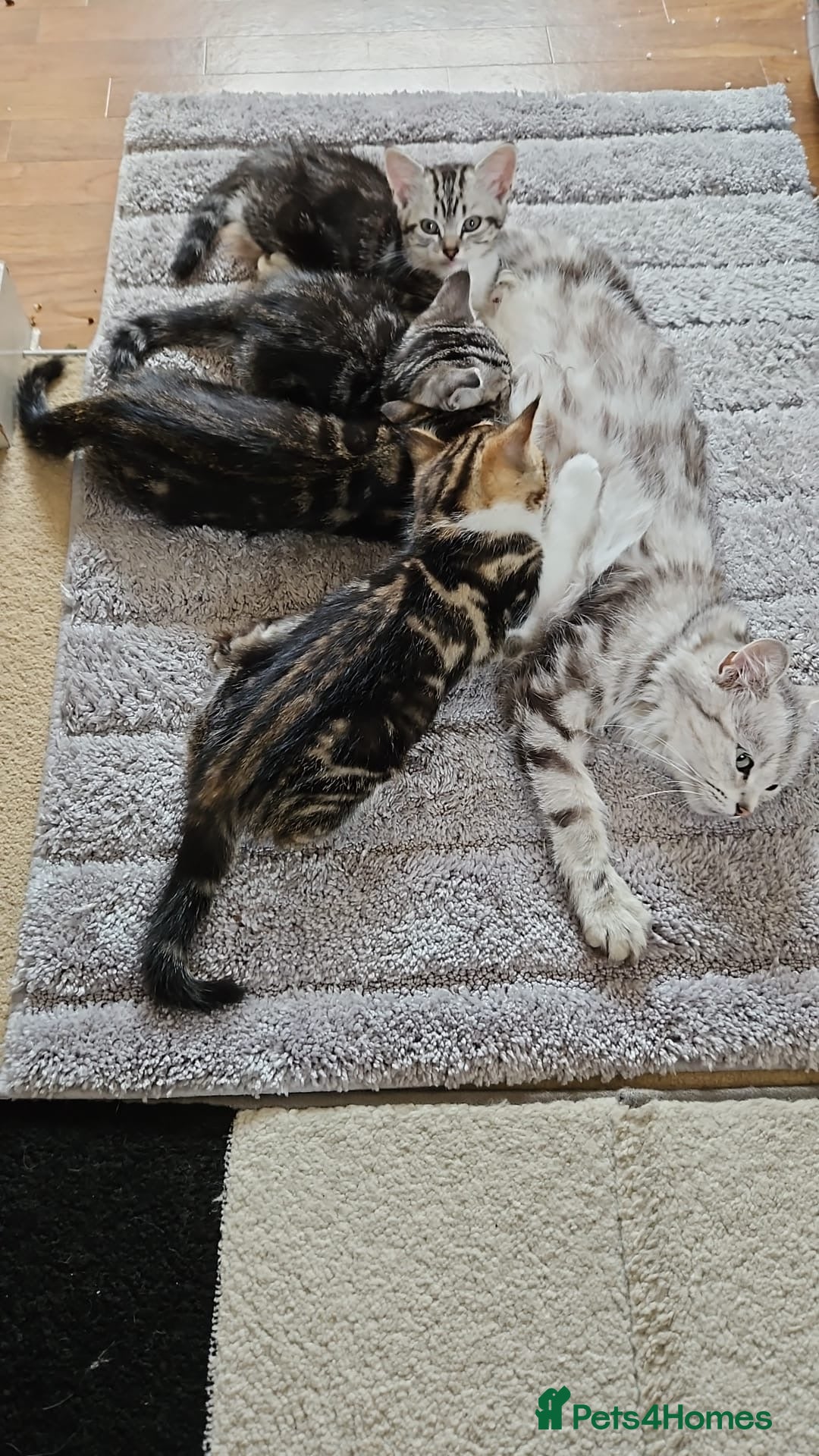 Mixed Breed cats for sale: Cute baby kittens looking for a new home - Image 11