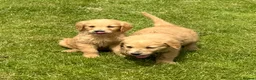 Mini Goldendoodle dogs for sale:   Like owning a miniature fluffy Golden Retriever - Advert 5