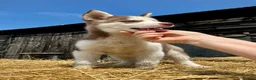Siberian Husky dogs for sale: Beautiful Purebred Red Siberian Husky Girls - Advert 34