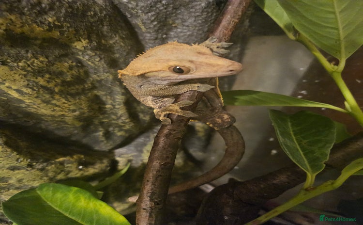 Gecko reptiles - Advert 4