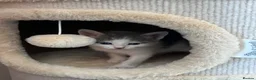 Mixed Breed cats for sale: Kittens for Sale £160 - Advert 19