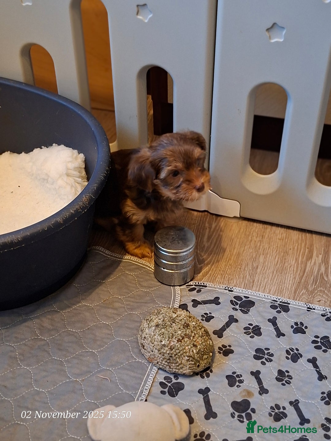 Yorkshire Terrier dogs for sale: Chocolate brown should territ - Image 2