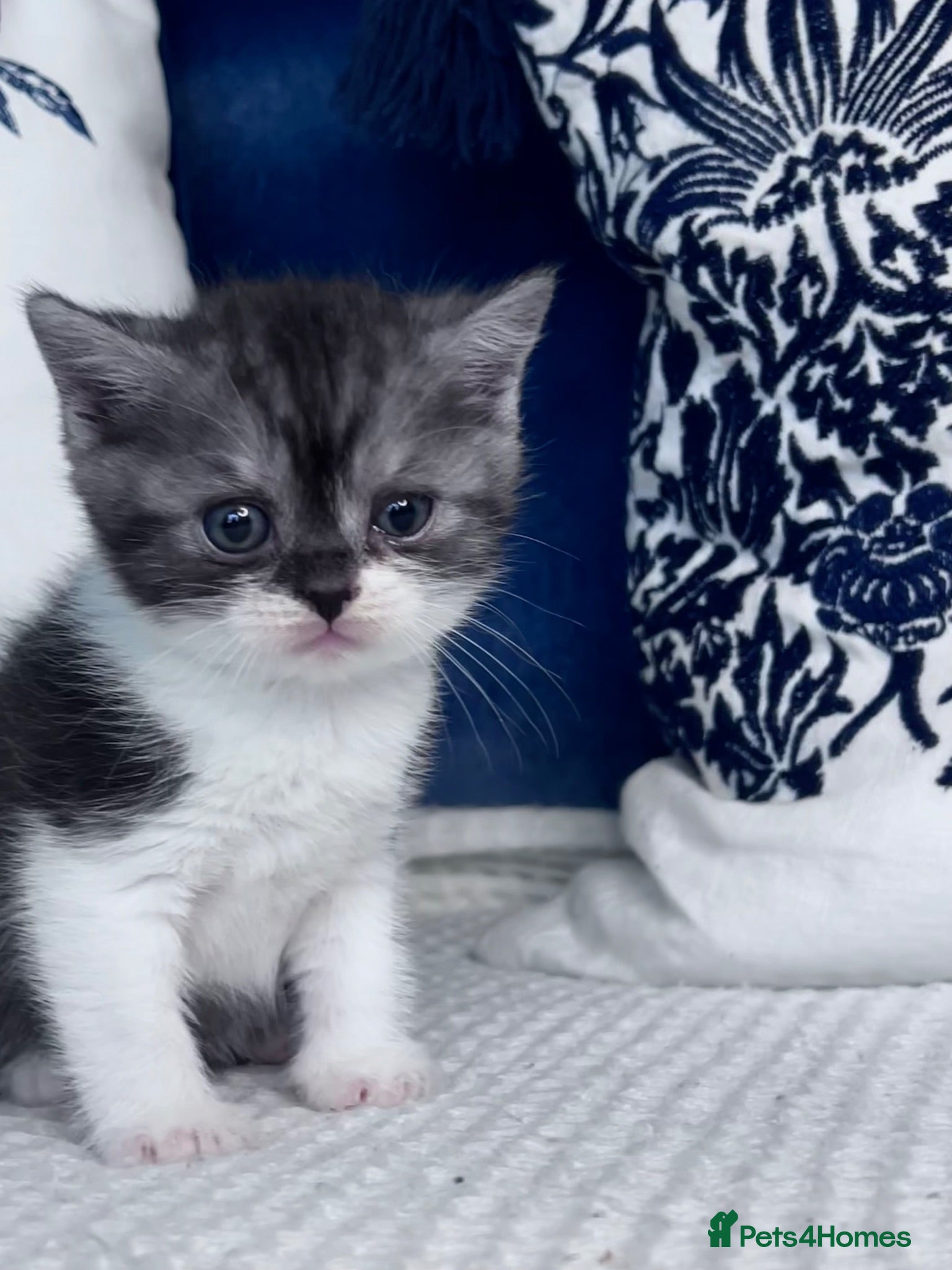 British Shorthair cats Beautiful British short hair kittens - Advert 15