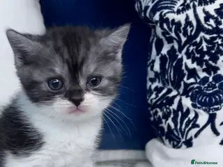 British Shorthair cats Beautiful British short hair kittens - Advert 1