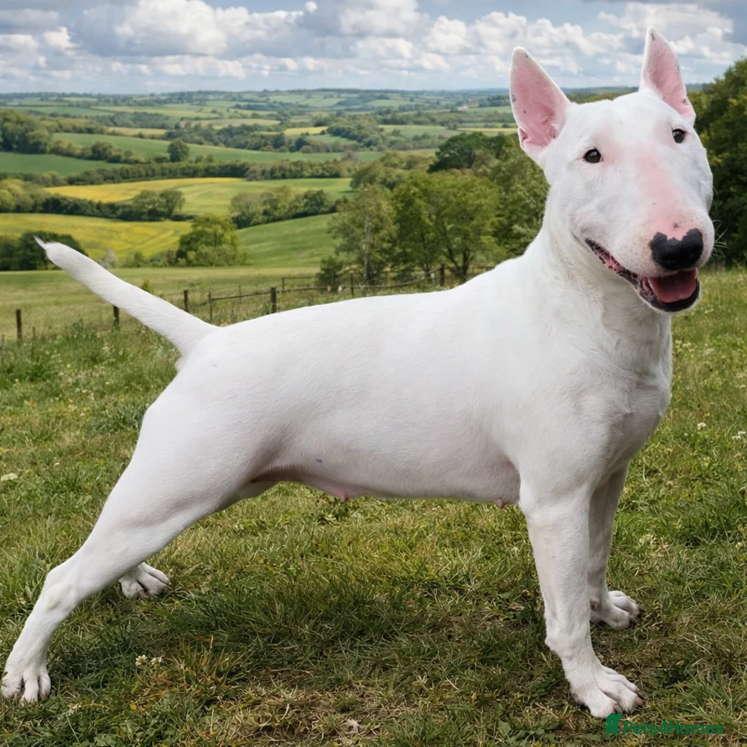 English Bull Terrier dogs for sale: KC Bull Terriers pups  in Tewkesbury - Advert 1
