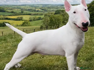 English Bull Terrier dogs KC Bull Terriers pups - Advert 6