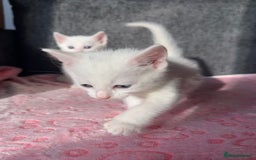 Turkish Angora cats for sale: Gorgeous Snow Turkish Angora Boy Twins URGENT 🩵 - Image 2