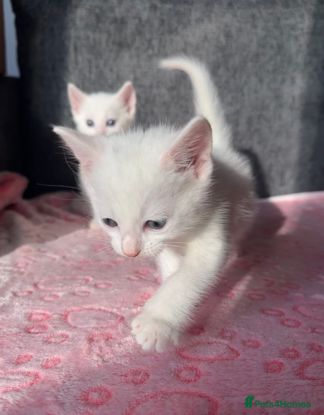 Turkish Angora cats for sale: Gorgeous Snow Turkish Angora Boy Twins URGENT 🩵 - Image 2