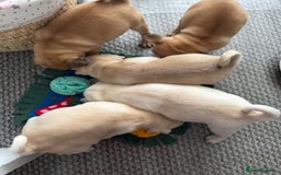 Pug dogs for sale: Beautiful Pug Puppies Male 10weeks old - Image 23