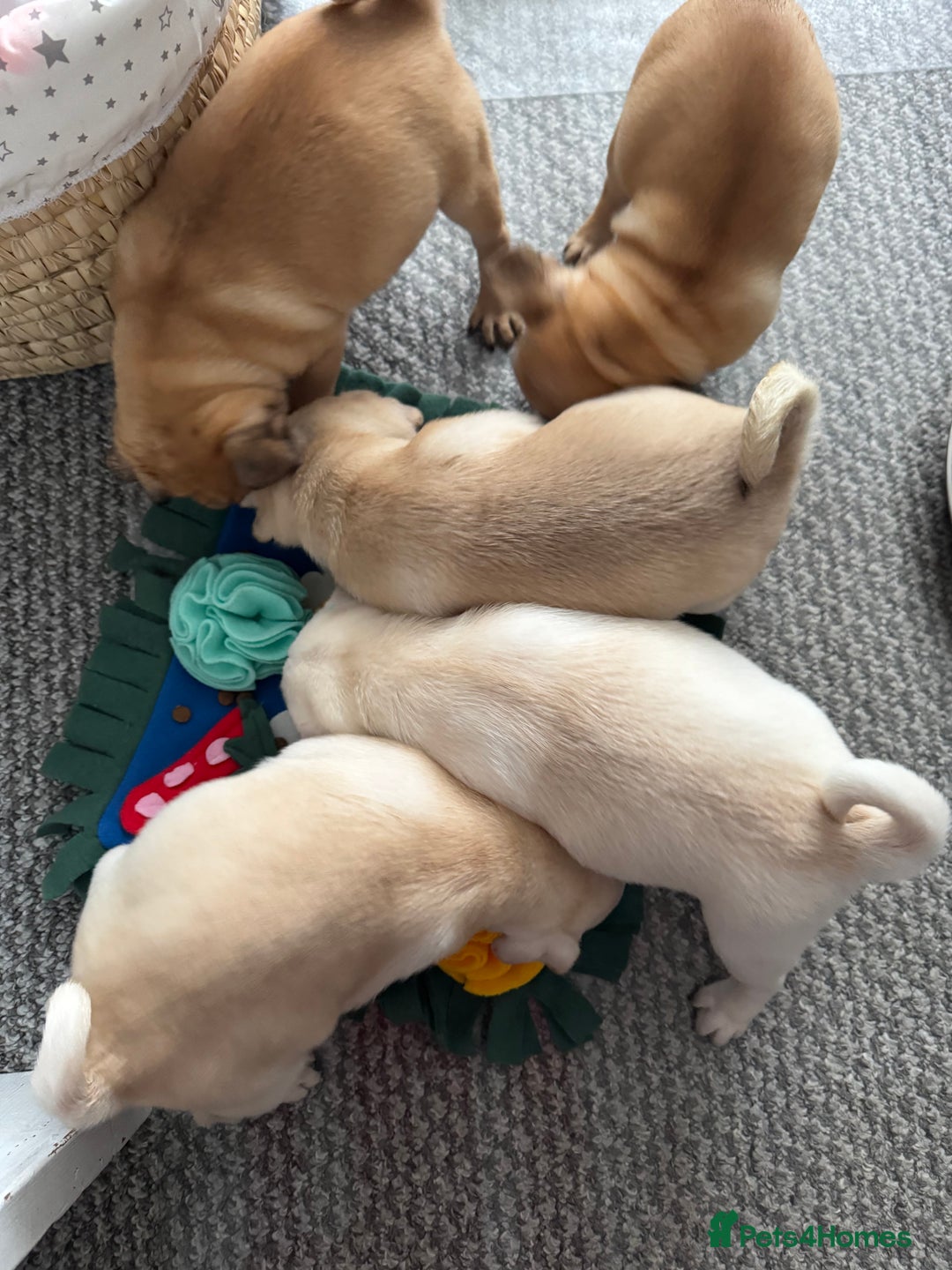 Pug dogs for sale: Beautiful Pug Puppies Male 10weeks old - Image 23
