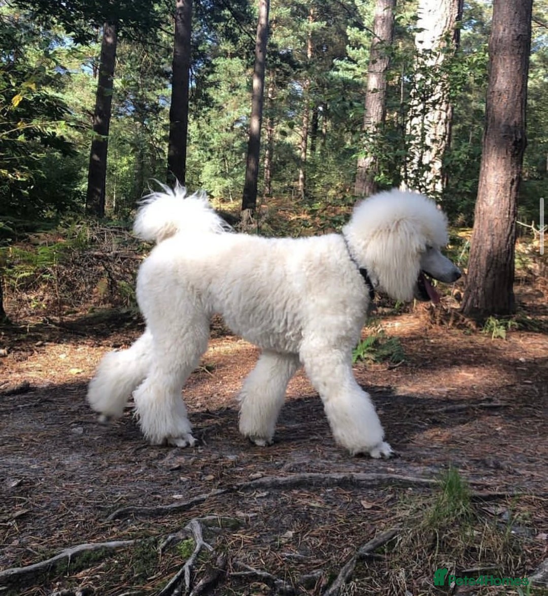 Goldendoodle dogs for sale: F1B GOLDENDOODLE PUPPIES 2 BOYS AVAILABLE  in Farnham - Image 12