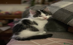 British Longhair cats for sale: Lovely friendly kittens - Image 34