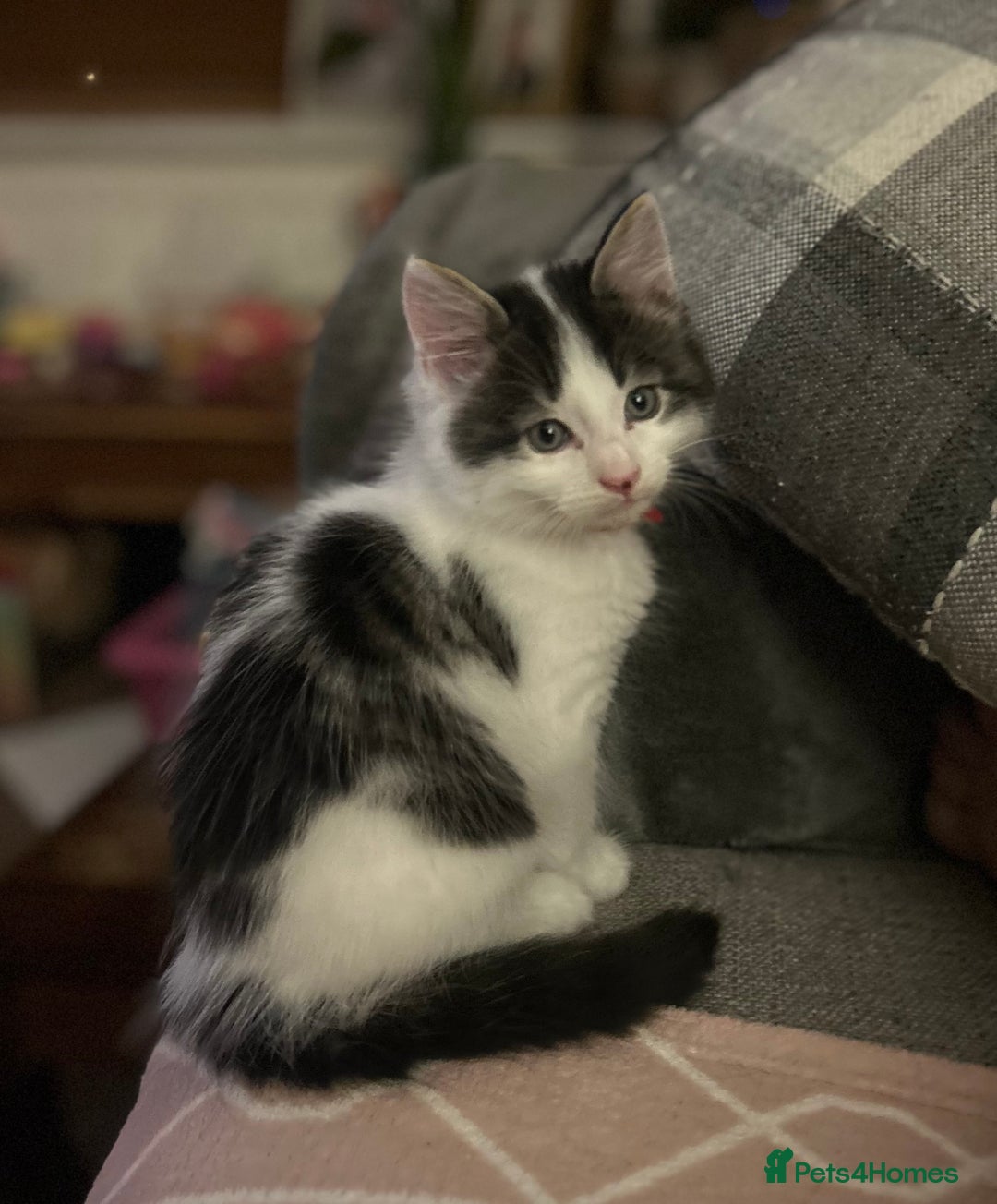 British Longhair cats for sale: Lovely friendly kittens - Image 34