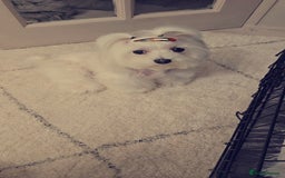 Maltese dogs for sale: Tiny korean - Image 8
