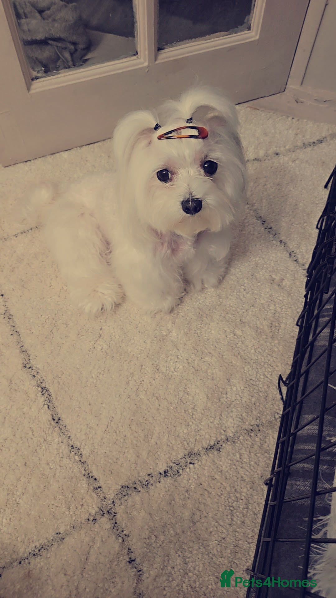 Maltese dogs for sale: Tiny korean - Image 8