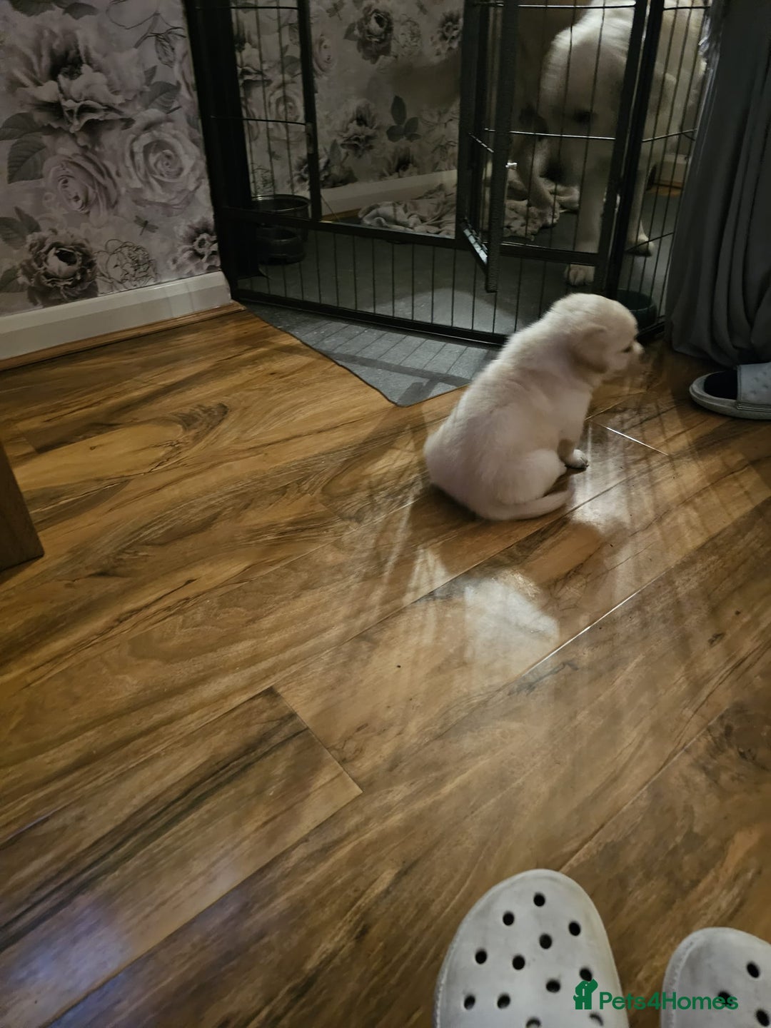 Labrador Retriever dogs for sale: Two beautiful boys - Advert 18