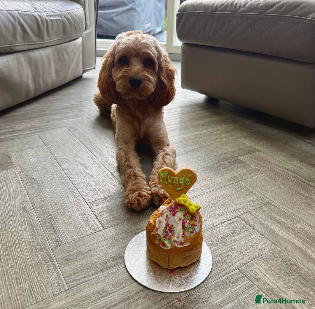 Cavapoo dogs for sale: Extensively Health Tested Cavapoo Pups - List Open - Advert 19