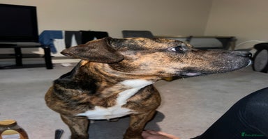 Staffordshire Bull Terrier dogs Can you keep the pace with ACE - Advert 14